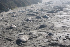 Those rock-looking things are elephant seals